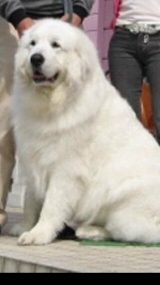 政治家の 北方 失態 白い 大型 犬 種類 Tukusi Hb Jp