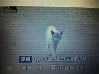 オスの猫の名前について 今度子猫を迎えることになったのですが Yahoo 知恵袋