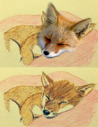 色鉛筆で犬を書いたのですが 評価をお願いします キツネにも見え Yahoo 知恵袋