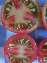 今年トマトを栽培しましたが 赤い実の中に白い雲の様なものが部分的に出来ています Yahoo 知恵袋