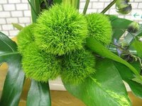 写真の緑の丸い花はなんていう名前かわかる方いらっしゃいますか Yahoo 知恵袋