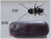 ゴキブリが部屋の天井にいて隅から隅へとずっと同じ道を一周して Yahoo 知恵袋