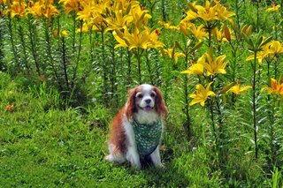 犬の尻尾に小さい黒い粒がいくつもついています 気になって見ていくと結構 Yahoo 知恵袋