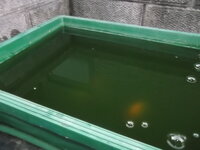 金魚を屋外で水槽ではなく 池やプラ舟などで飼育している方 やはり 濾過器や Yahoo 知恵袋