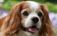 飼っている犬 柴犬 の後ろ足が震え腰のあたりを揉むとキャイン と泣きます と Yahoo 知恵袋