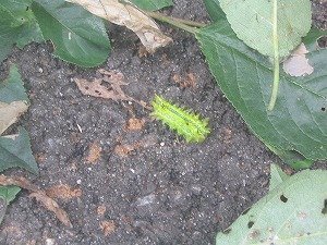 隣の家の柿木に大量発生しているイガラに困っています ブロック塀の Yahoo 知恵袋