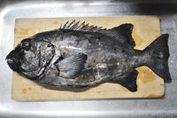 この前初めて海釣り サビキ釣り をしたのですが 小イワシと小 Yahoo 知恵袋