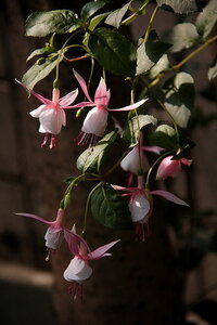 アブチロンに似た花を教えて下さい 近所で大鉢に植わった花なのです Yahoo 知恵袋