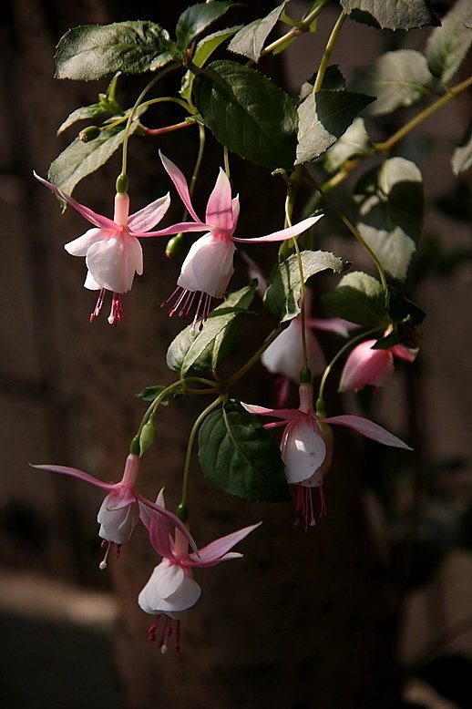 アブチロンに似た花を教えて下さい 近所で大鉢に植わった花なのです Yahoo 知恵袋