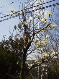 庭に木蓮の木が植えてあります 大きくなった 高さ5ｍ位 ので選定を考えて Yahoo 知恵袋