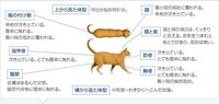 去勢したオス猫の平均体重はどの位ですか 一歳五ヶ月のオス猫を飼ってます Yahoo 知恵袋