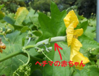 ヘチマの雄花と雌花見分ける方法ありますか 実がならないので人工受粉 Yahoo 知恵袋