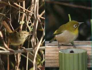 野鳥で緑色の鳥は鶯以外にいますか ウグイスは緑色ではなくて やぶに Yahoo 知恵袋