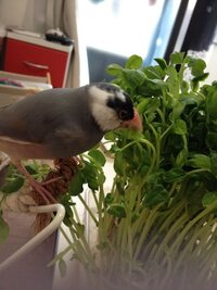 文鳥やオカメインコの名前の定番は ふと思ったのですが セ Yahoo 知恵袋