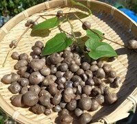 これは何の実 でしょうか 小さいじゃがいもみたいな形なんですが Yahoo 知恵袋