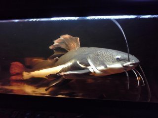レッドテールキャットがエサを食べません。水槽1200×600×600です。ろ 