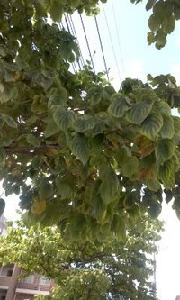 新築の庭木にハナミズキとシマトネリコを植えようかと考えています Yahoo 知恵袋