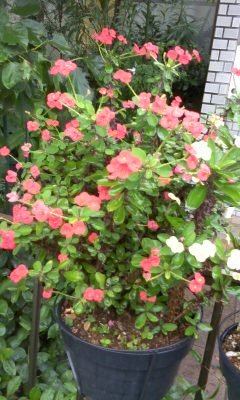 ハナキリンについてどなたか詳しい方お願いいたします。去年から育てて