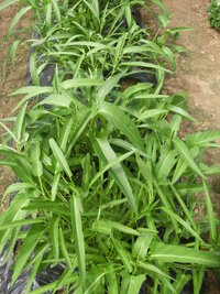 たぶんずっと前に撒いた空芯菜だと思うのですが 忘れたころにす Yahoo 知恵袋