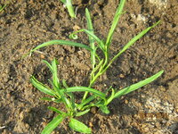 たぶんずっと前に撒いた空芯菜だと思うのですが 忘れたころにす Yahoo 知恵袋