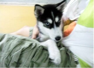 東方神起ユノの愛犬 シベリアンハスキーのテプンは いまだに訓練 Yahoo 知恵袋