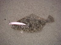 三重県鳥羽でヒラメ釣りに出ていますが 大きく引き込んでから合わせても ヒラメ Yahoo 知恵袋