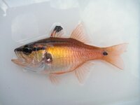 この魚の種類はなんという魚なんでしょうか 海釣りに行ったところ黄色っ Yahoo 知恵袋