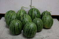 袋栽培でスイカを育てたいのですが大きさはともかくおいしいのを Yahoo 知恵袋