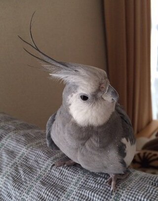 ホワイトフェイスのオカメインコって かわいいですか 友人宅 Yahoo 知恵袋