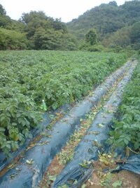 畑で畝 うね を作る意味 なぜわざわざ畝を立てる必要があるの マルチ Yahoo 知恵袋