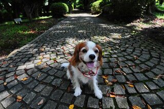 ピラカンサの実 バラ科の小さな赤い実 は食用ですか 犬が食べまし Yahoo 知恵袋