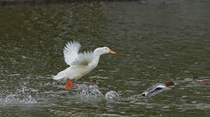 なぜ ニワトリやアヒルは 飛べないのですか なぜ 鳥なのに 空 Yahoo 知恵袋