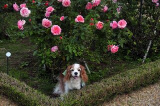 先程 飼っているチワワにぶどうを与えてしまいました 何気なく今 Yahoo 知恵袋