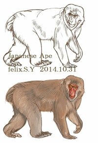 猿の描き方