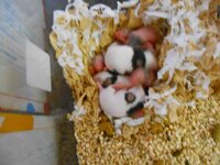 パンダマウスのオス メス1匹ずつ 同じケージで飼っています Yahoo 知恵袋