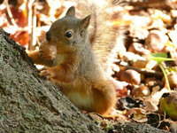 リスって栗は食べますか どんぐりは食べてるイメージあるけど 栗やくるみって Yahoo 知恵袋