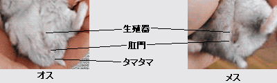 ハムスターの性別を見分けてください ジャンガリアンハムスター Yahoo 知恵袋