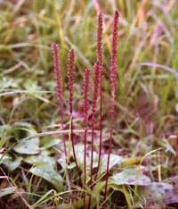 この植物の名前 種類 を教えてください オオバコはこのような色にはならないよ Yahoo 知恵袋