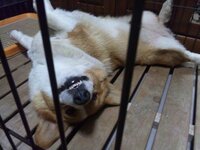 いのしし被害対策に夜間 犬を放し飼いしてもいのししを追い払うことはできないので Yahoo 知恵袋