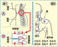 息を吸うと右側の肩甲骨のあたりが痛いのですが 何か病気でしょうか 一 Yahoo 知恵袋