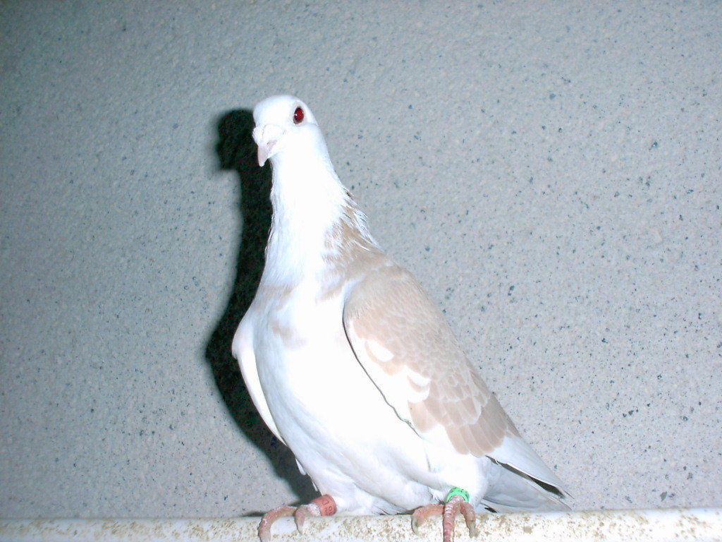 家の庭先にハト（鳩）が毎日来るようになりました。朝になると出 