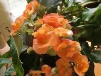 フォーチュンベゴニアという大きいベゴニアを購入しました これは冬になっ Yahoo 知恵袋