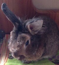 うさぎに与える野菜は 乾燥と生 どちらがいいですか また おすすめの Yahoo 知恵袋