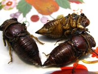 蝉 セミ を食べたことはありますか 近所の猫が よく蝉を取ろうとし Yahoo 知恵袋