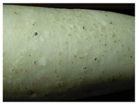 家庭菜園で大根を作っていますが 何故かダイコンに小石が当たった様な Yahoo 知恵袋