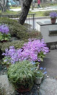 さくら草の育て方について 今年の3月にさくら草を地植えしました Yahoo 知恵袋