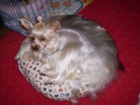 犬にブドウって食べさせたら駄目なんですか 犬がブドウやレーズンを食べ Yahoo 知恵袋