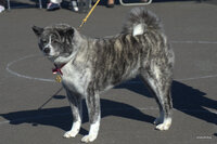 猫のように縞模様の犬っているんですか これかな 秋 Yahoo 知恵袋