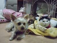 犬の噛み癖の躾で 噛まれたら指を犬の口の奥に押し込んでむせさせ Yahoo 知恵袋