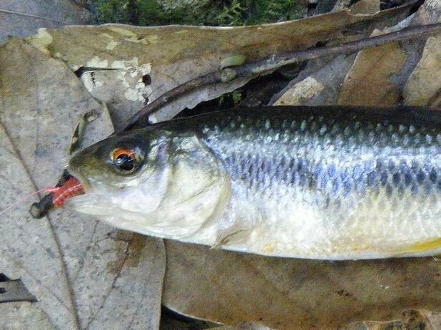 青イソメで釣れる川魚はなんでしょうか それと 青イソメでヤマメやニジマスは釣 Yahoo 知恵袋